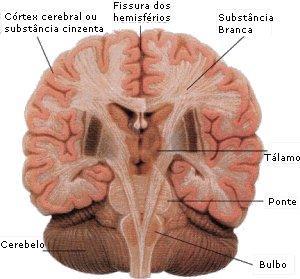 a) Encéfalo I) Cérebro Constitui cerca de 90% da massa encefálica Sua superfície é bastante pregueada (aumento da superfície) Dividido em dois hemisférios
