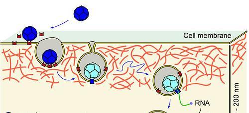 Vesícula funde com endosoma vírus no endosoma Desestruturação do