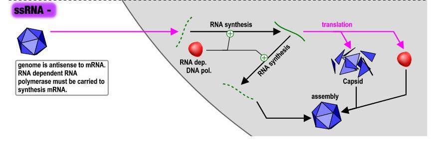 4. Replicação Vírus com genoma RNA simples fita (RNA ss) polaridade negativa (-): transcriptase (RNA pol RNA dep) associada ao genoma