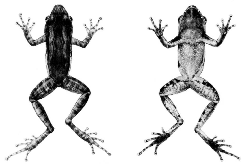 REDESCRIÇÃO DE ELEUTHERODACTYLUS BOLBODACTYLUS (A.LUTZ, 1925).