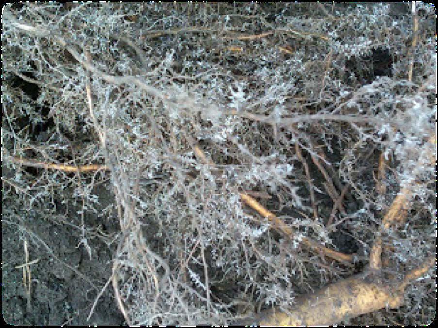 Conselhos de plantação Castanheiros (Ca90 e ColUTAD) Transporte e conservação Dada a fragilidade das raízes as mesmas deverão ser protegidas durante o transporte desde o