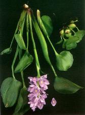 18, são mostradas as ilustrações botânicas (por HOYER & CANFIELD JR, 1997), com alguns detalhes fotográficos, destas três espécies, cujos estandes