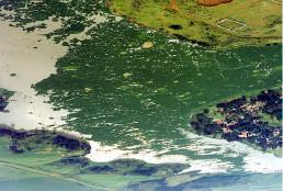 66 alagado ), na cabeceira do reservatório, também conhecida na região como Mini-Pantanal, cuja área soma (segundo FERREIRA, 2000) 63,7 ha, dos quais