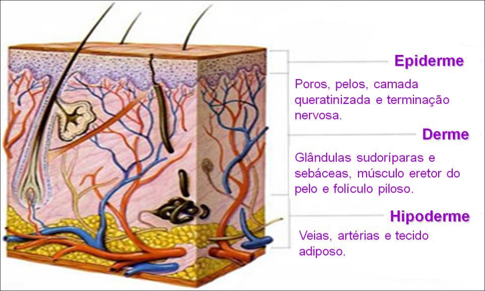 Agora que já revisamos as camadas da