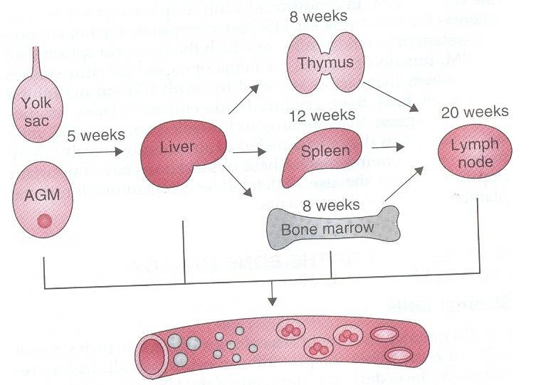 Formação dos orgãos Hematopoéticos AGM