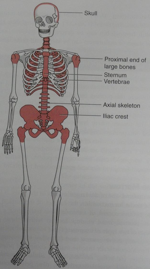 Medula óssea crânio extremidades proximais dos ossos longos Esterno vértebras Principal orgão hematopoético após o nascimento Esqueleto axial Crista ilíaca Crianças apresentam