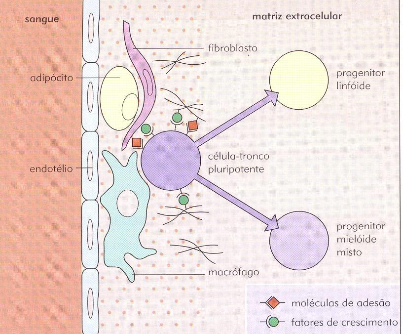 Microambiente de medula óssea Células estromais Citocinas