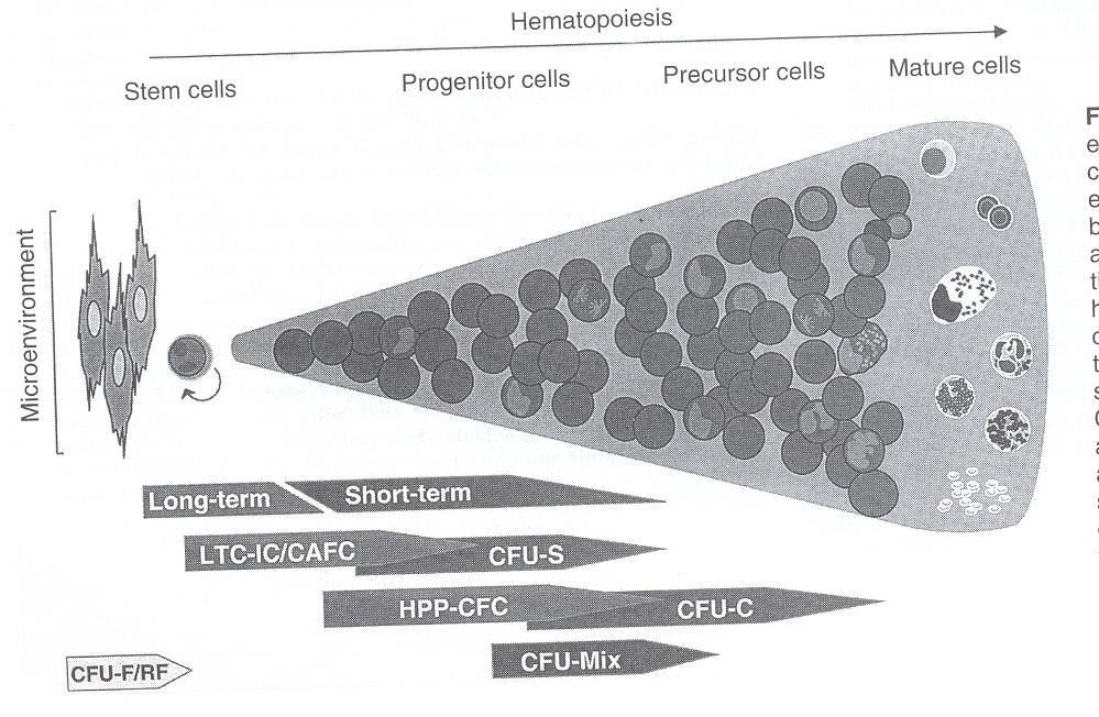 Hierarquia das células da medula óssea células tronco células progenitoras células precursoras células