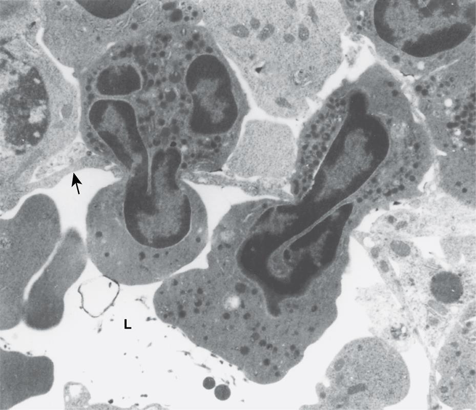 Transmission electron micrograph of mouse femoral marrow. The lumen (L) of a sinus is indicated. Endothelial cell cytoplasm separates the sinus lumen from the hematopoietic spaces (arrow).