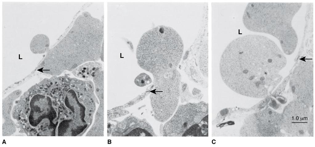 Transmission electron micrograph of mouse femoral marrow. Composite of reticulocytes in egress. A. Small protrusion of marrow reticulocyte into sinus lumen (L). B.