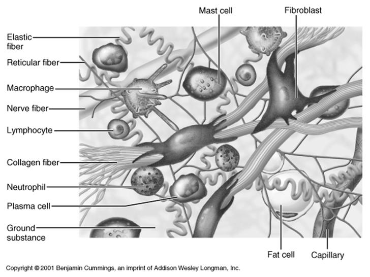 Tecido Conjuntivo Mastócito Fibroblasto Fibra