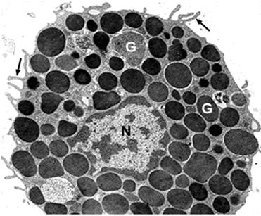 Citoplasma repleto de grânulos metacromáticos Microscopia