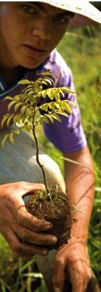 ecológica gerando