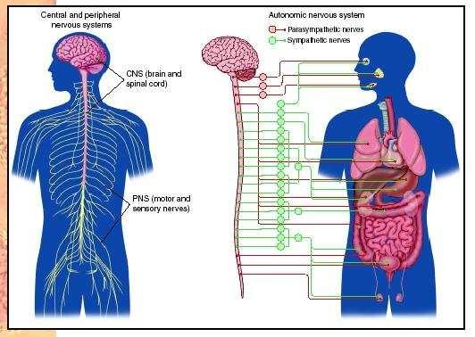 Sistema Nervoso Central Sistema