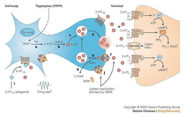 Serotonina, SNC/SNP a Tryptophan hydroxylase (TH) catalyses the conversion of tryptophan (TRYP) to 5-hydroxytryptophan (5-HTP).