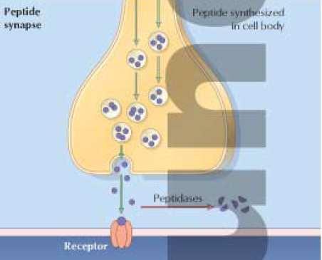 axonal