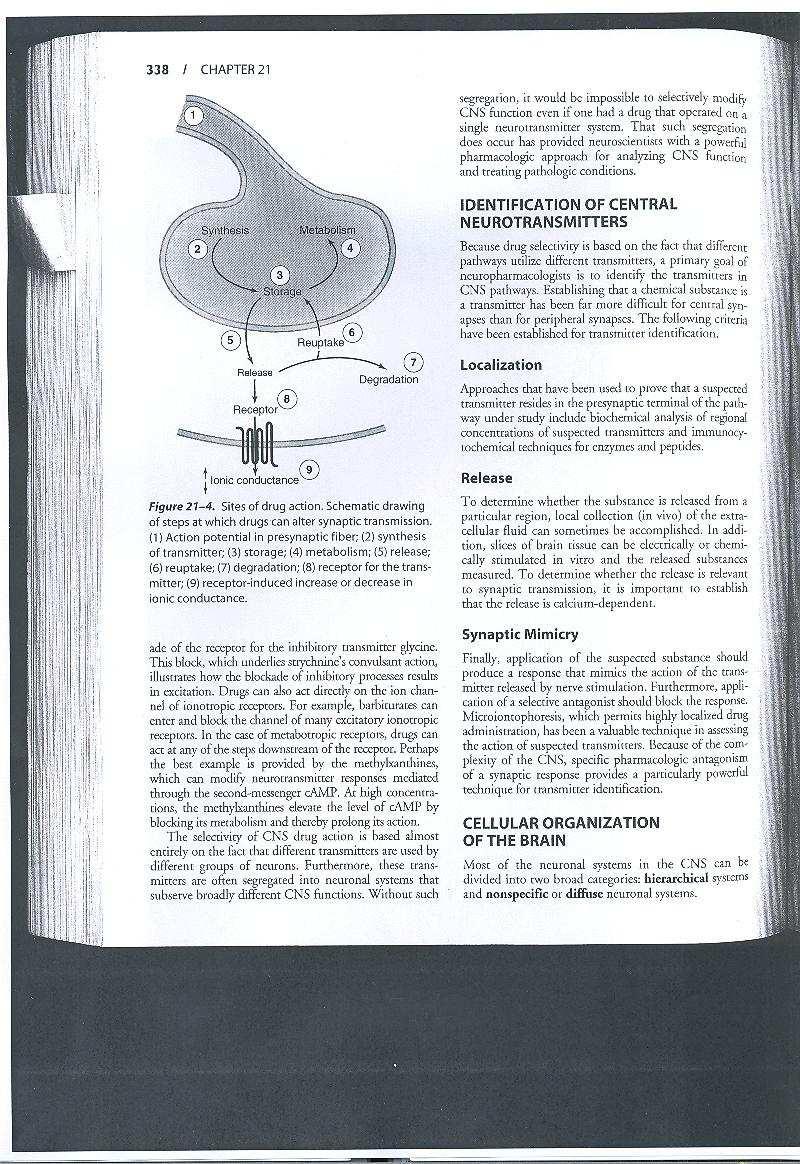 Locais de acção de fármacos 1. Potencial de acção pré-sináptico 2. Síntese Não-peptídicos (terminais, vesículas) Peptídicos (corpos celulares, vesículas grandes) 5.