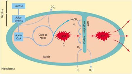 RESUMO A respiração celular e a fermentação são reações do metabolismo energético dos organismos, que tem como objetivo a obtenção de energia na forma de ATP.