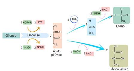 Nela, ocorre a quebra inicial da glicose, gerando duas moléculas de piruvato (ácido pirúvico); Ciclo de Krebs: Ocorre a descarboxilação e desidrogenação completa dos piruvatos, e é liberado gás