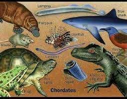 Esse grupo possui cinco classes bem definidas, são elas: os peixes, os anfíbios, os répteis, as aves e os mamíferos.