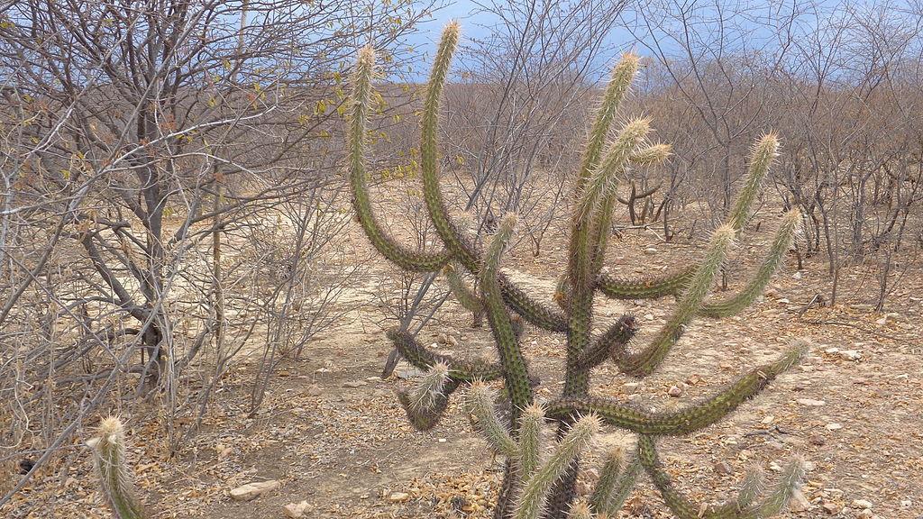 5) Caatinga: A Caatinga é o bioma brasileiro menos conhecido, um dos mais ameaçados pela ação antrópica e um dos menos preservados.