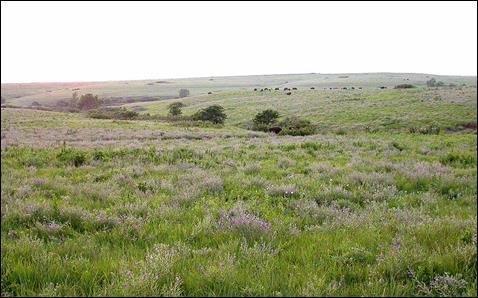 7) Pradaria: As pradarias são compostas basicamente por formações herbáceas, típicas de regiões de clima temperado continental de baixa pluviosidade.