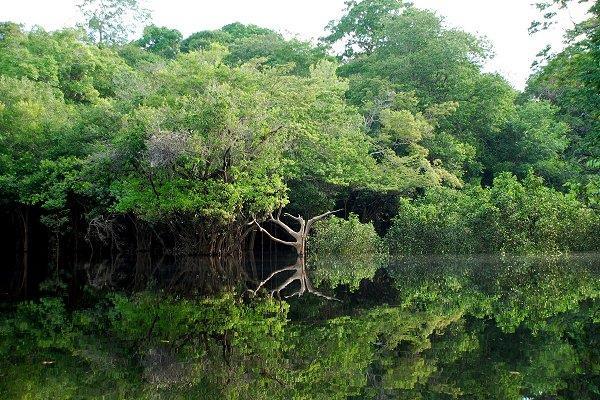 Figura 10 Floresta Amazônica Sem dúvida