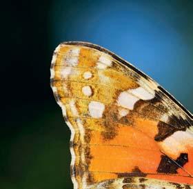 ` C ırculo polar ártico O SEGREDO DA borboleta bela-dama ÁFRICA EUROPA H Á MUITO tempo, observadores europeus tem admirado a colorida borboleta beladama (Vanessa cardui).