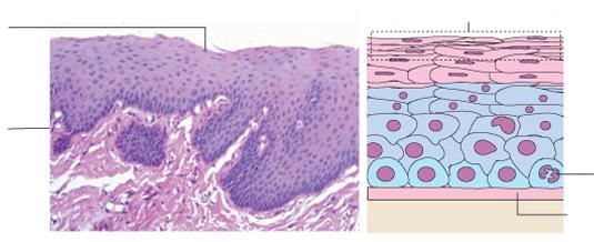 Epitélio estratificado pavimentoso não-queratinizado Núcleos na camada mais superficial Células pavimentosas superficiais nucleadas Lâmina basal Célula basal Esôfago Lâmina basal Presença