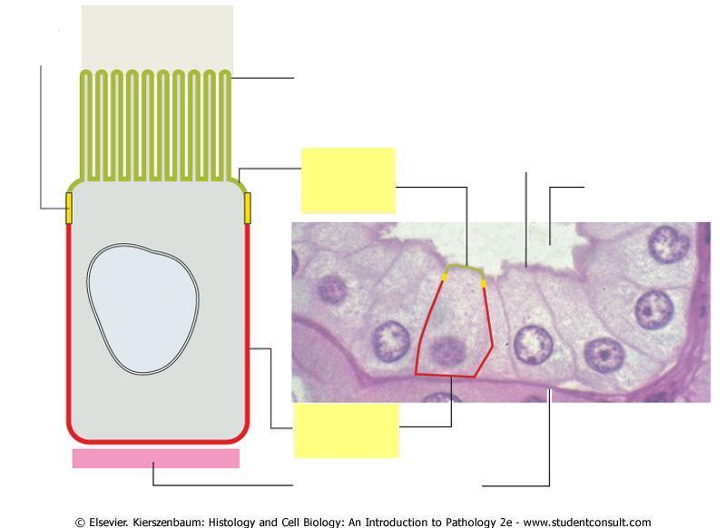 Domínios de uma célula epitelial polarizada Junção de oclusão Lúmen Especialização de domínio apical: