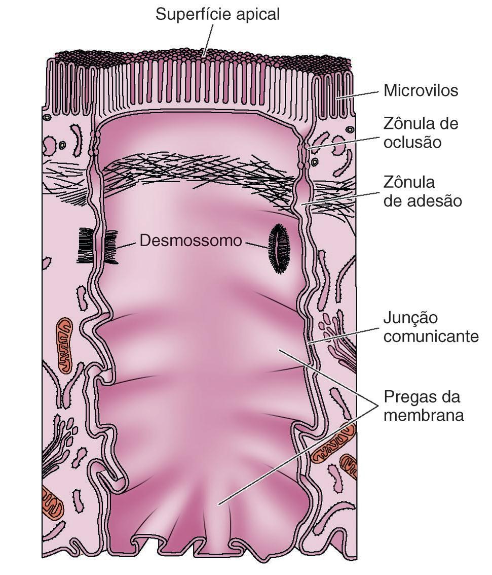 Adesão intercelular e Junções Intercelulares A adesão é mais desenvolvida em epitélios sujeitos à tração. As junções aumentam adesão entre células adjacentes.