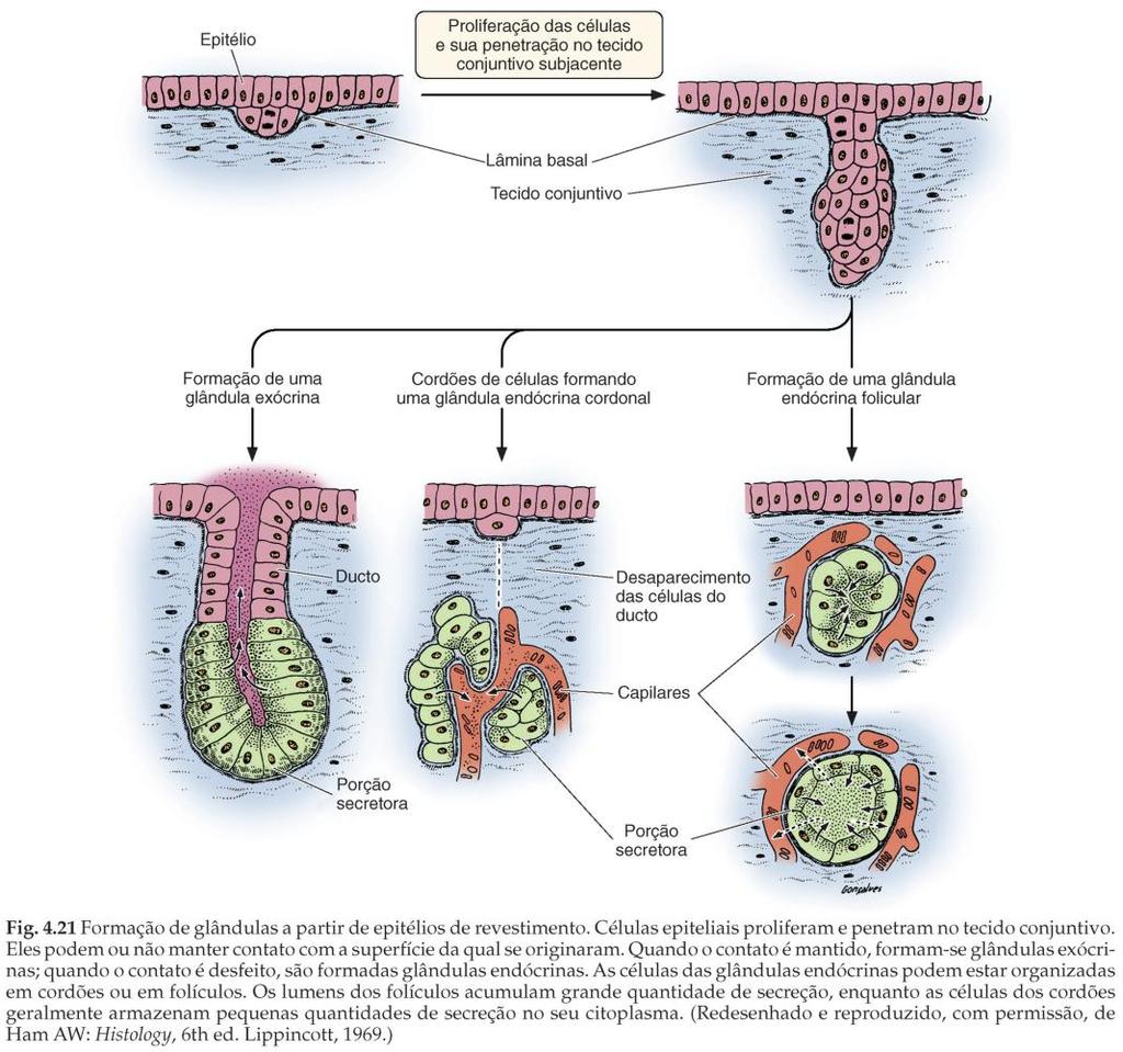 Formação dos epitélios glandulares Gl.