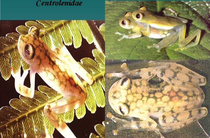 Família Bufonoidea - Centrolenidae