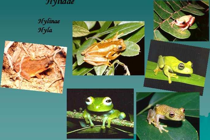 Família Bufonoidea - Hylidae