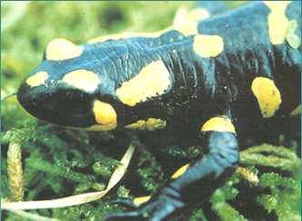 Urodelos - Salamandridae Europa,