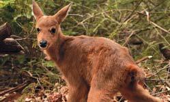 Manejo de fauna silvestre: conservação e pesquisa cientí Para minimizar os efeitos decorrentes da implantação de seus empreendimentos, a CESP realiza o resgate e relocação dos animais afetados, com