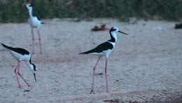 As várzeas são seu habitat preferencial e fatores como a formação de reservatórios, a caça e a disseminação de doenças por animais domésticos são as principais ameaças à sua conservação.