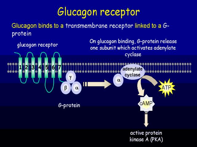 Receptor do glucagon