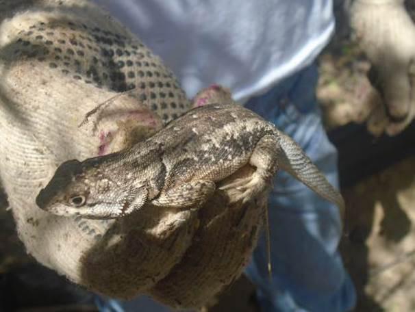 Indivíduos da espécie Hemidactylus agrius