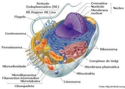 Materiais fagocitados são digeridos pela fusão do fagossomo ao lisossomo, formando assim um vacúolo digestivo para digerir aquele material.
