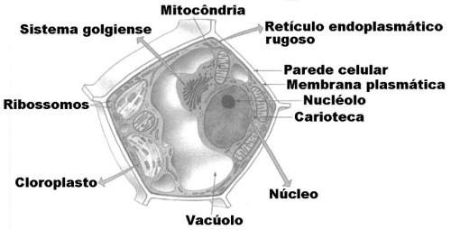 a estratégia metodológica descrita, qual organela celular poderia ser utilizada para inserção de transgenes em leveduras? a) Lisossomo. b) Mitocôndria. c) Peroxissomo. d) Complexo golgiense.