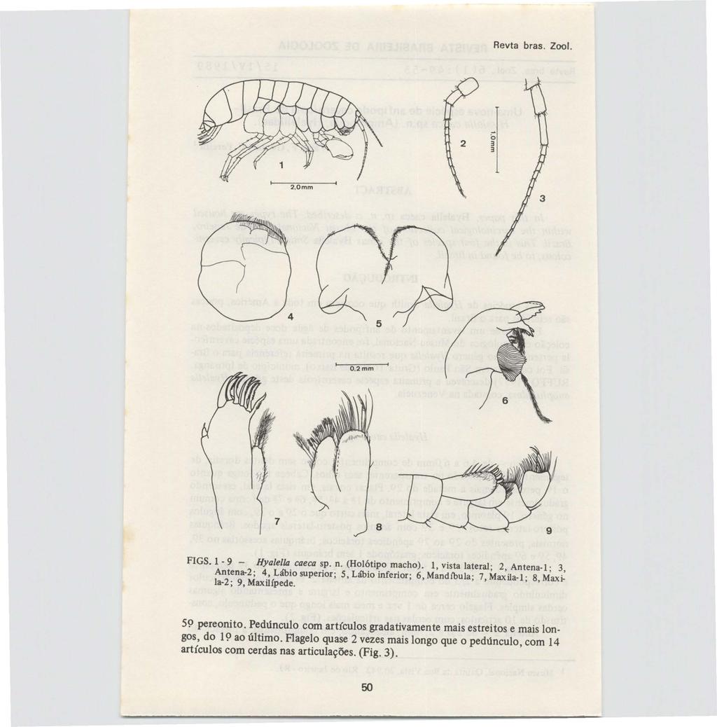 Revta bras. Zoo/. 2,Omm O,2mm 8 FIGS.I- 9 - Hyalel/a caeca sp. n. (Holótipo macho). 1, vista lateral; 2, Antena.