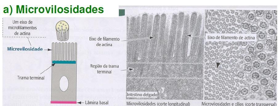 CARACTERÍSTICAS: