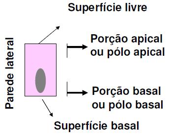 CARACTERÍSTICAS Cavidade