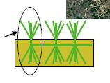 ECOLOGIA II Organismos unitários versus modulares Organismos modulares: Não necessariamente um obstáculo para propagação de variações somáticas, assexuadas ou sexuadas.