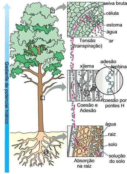 hídrico (entre a atmosfera, a planta e o solo), pelas propriedades de coesão e adesão das moléculas de água e pela força de tensão nos vasos xilemáticos (figura 3).