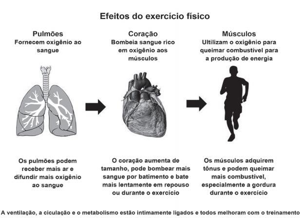 3 - Analise o infográfico a seguir: Foto: NIEMAN, D. Exercício e saúde. São Paulo: Manole, 1999 (adaptado) a) Diminuição da frequência cardíaca em repouso e aumento da oxigenação do sangue.