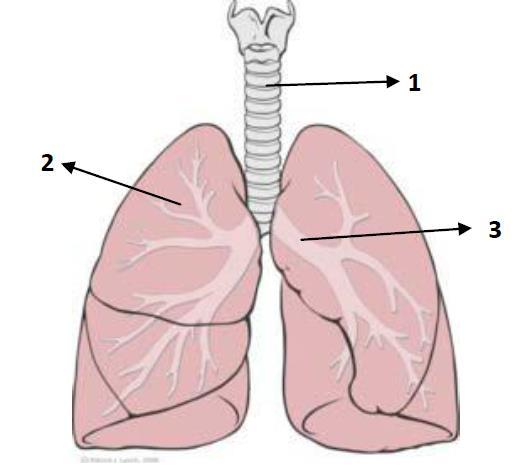 4 - A figura a seguir representa uma vista frontal de parte do sistema respiratório, observe: Assinale a alternativa que completa corretamente a afirmação: As setas com os números 1, 2 e 3, indicam