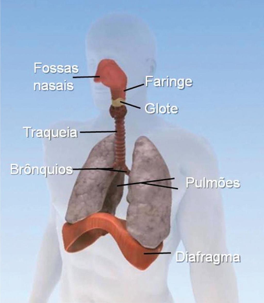 Figura 4 Sistema Respiratório Fonte: Fundação Cecierj Movimentos respiratórios A entrada e saída de ar nos pulmões, denominada inspiração e expiração, respectivamente, ocorre pela ação da musculatura