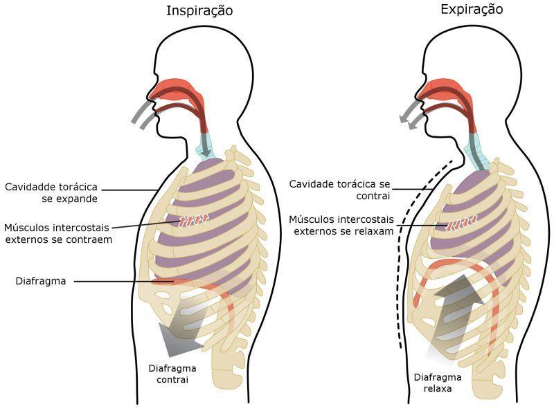 Inspiração Expiração Cavidade torácica se expande Músculos intercostais externos se contraem Diafragma Cavidade torácica se contrai Músculos intercostais externos se relaxam Diafragma contrai